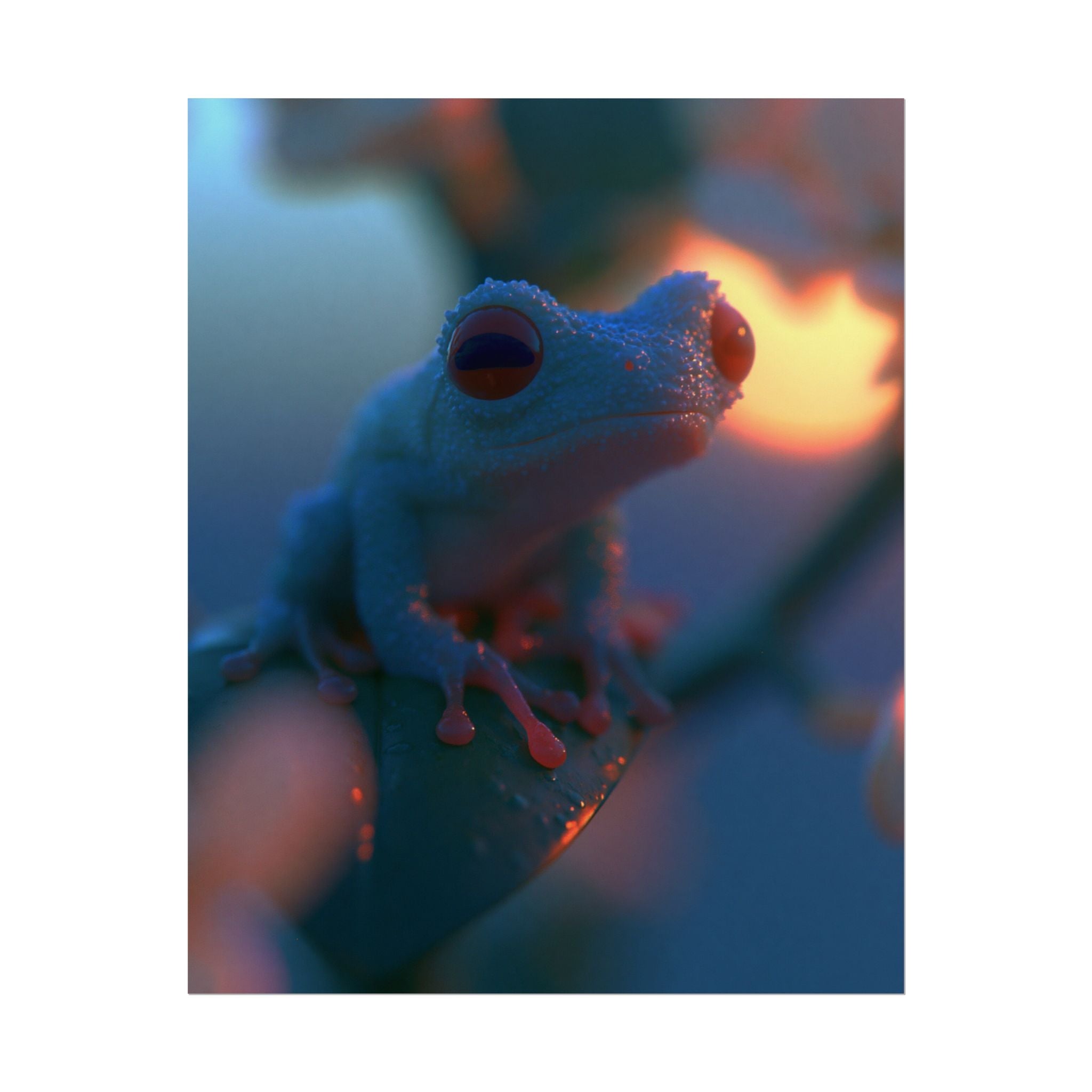 Sunset treefrog poster