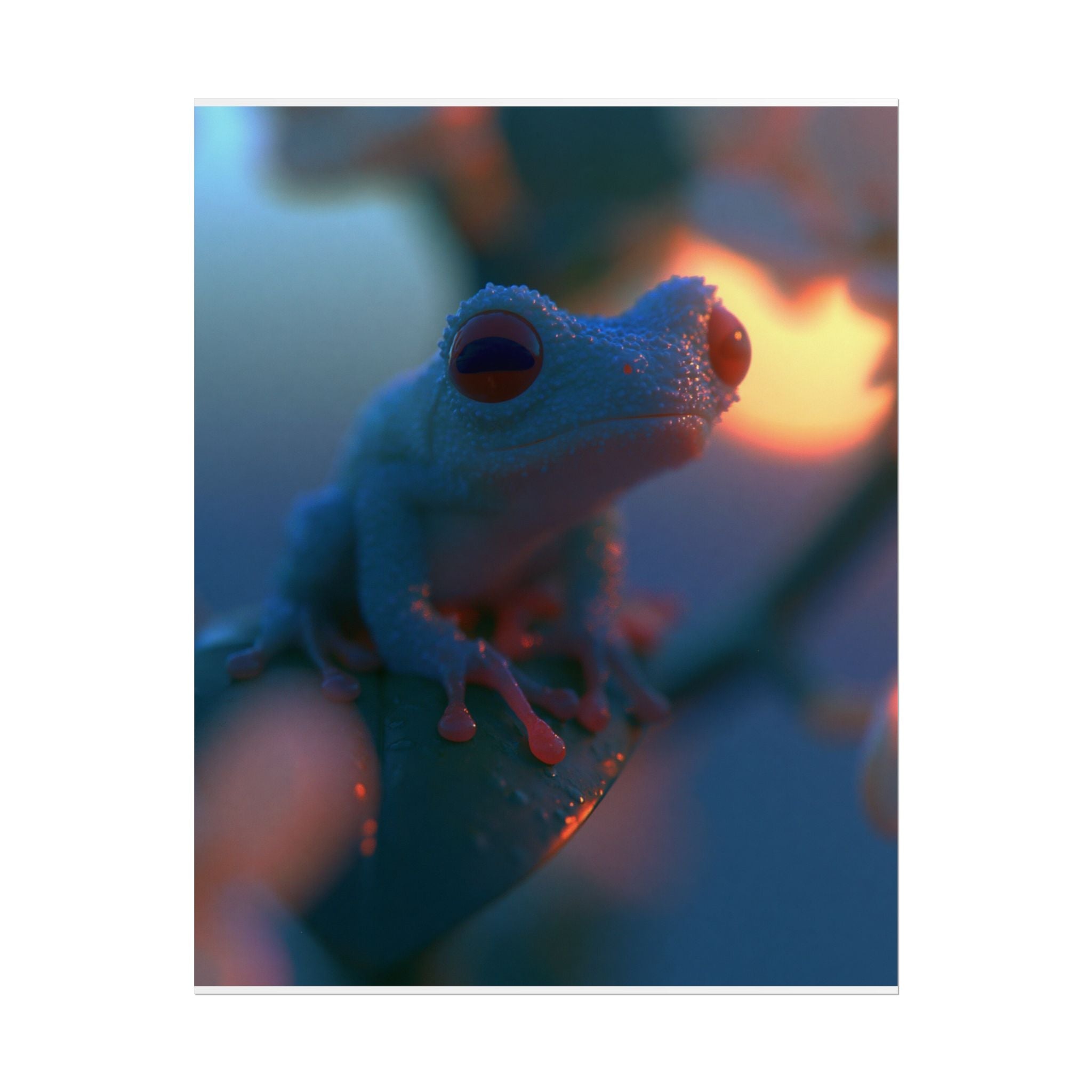 Sunset treefrog poster
